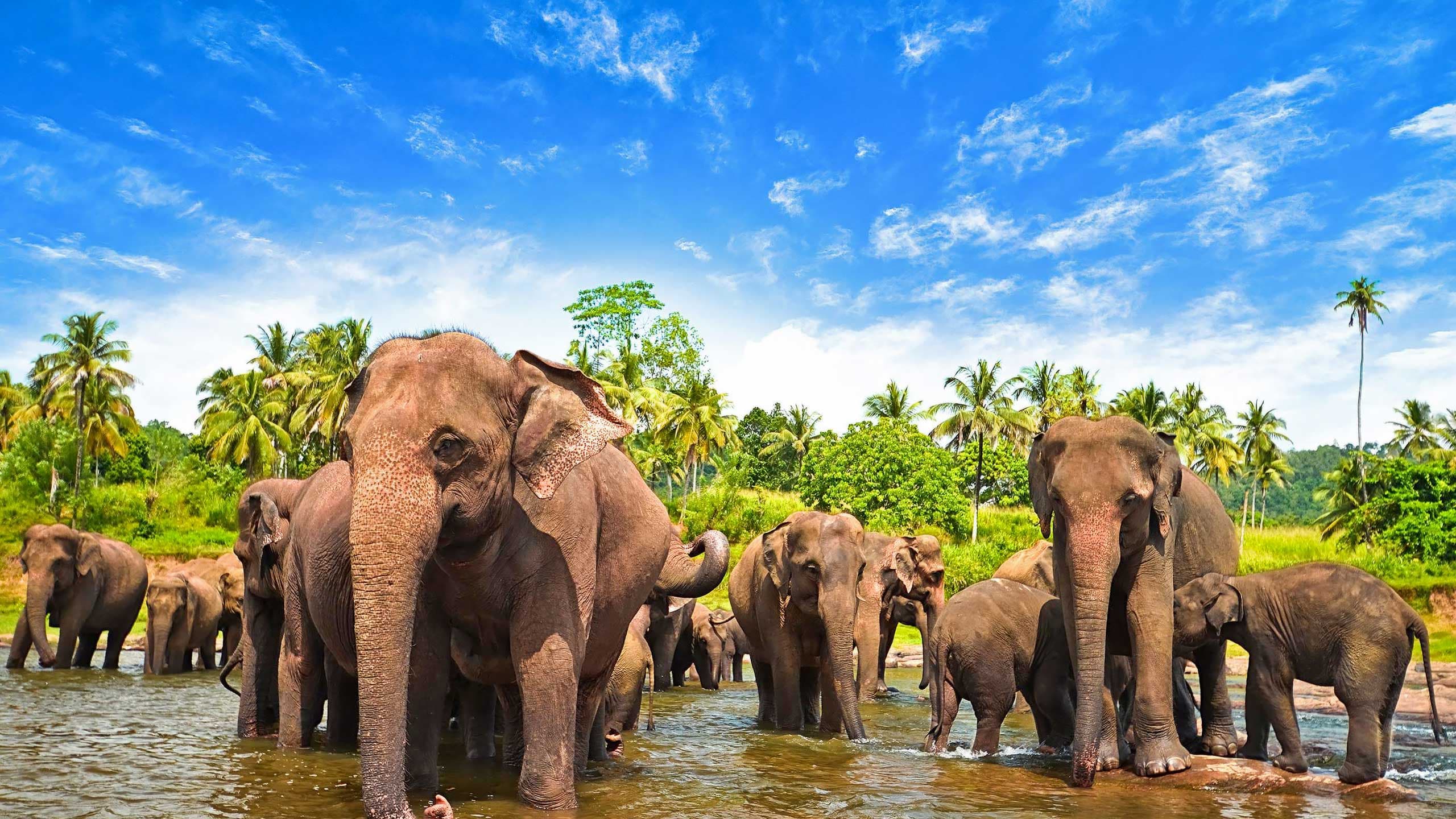 Wildlife & Safari