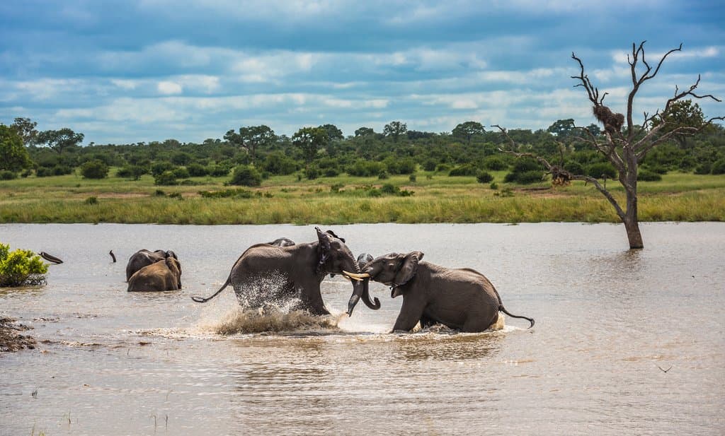 South Africa: Cape Town & Kruger
